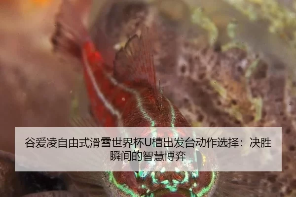 谷爱凌自由式滑雪世界杯U槽出发台动作选择：决胜瞬间的智慧博弈