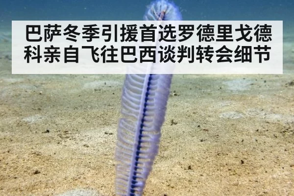 巴萨冬季引援首选罗德里戈德科亲自飞往巴西谈判转会细节